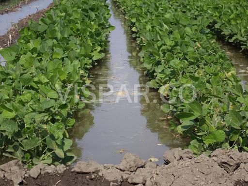 آبیاری کرتی یکی از انواع روش آبیاری قطره ای باغات کوچک