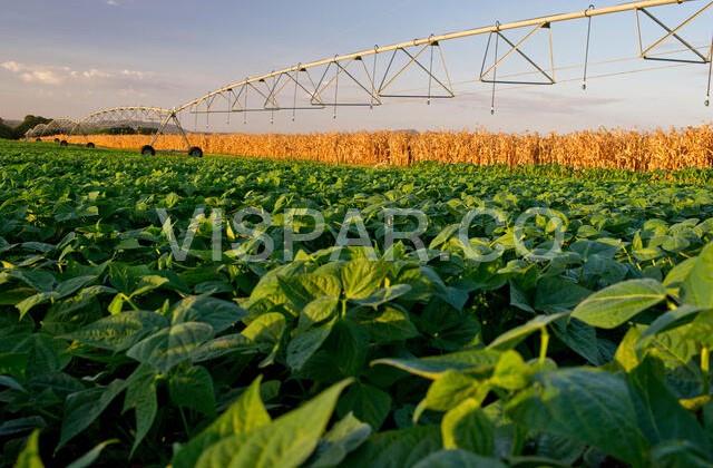 نحوه آبیاری لوبیا سبز با کمک سیستم آبیاری بارانی و تجهیزاتی نظیر آبپاش پلیمری، آلومینیومی و SR30