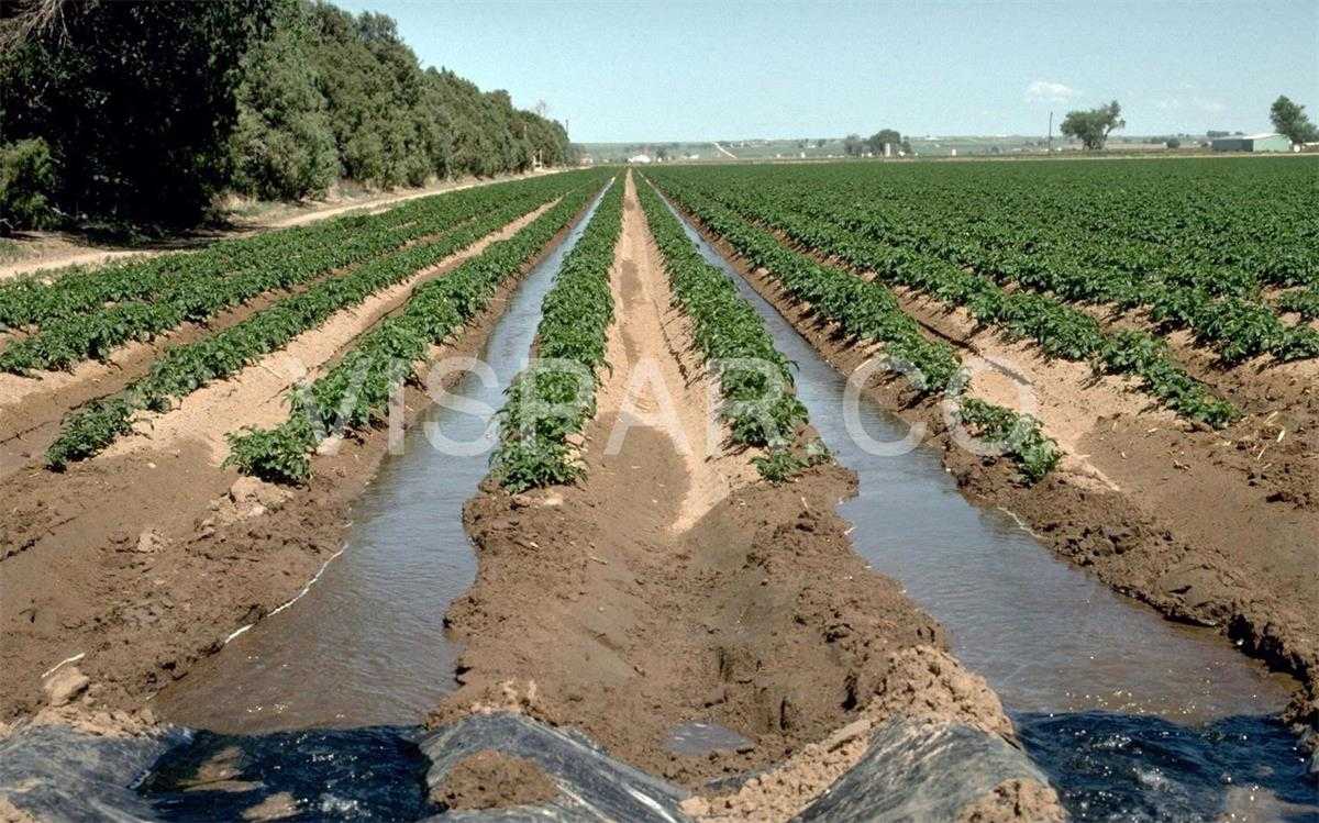 آبیاری سیب زمینی به روش سطحی با ایجاد شیارهای موازی کوچک در طول مزرعه و در جهت شیب جریان