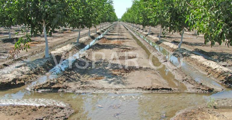 آبیاری کرتی یکی از انواع روش‌های آبیاری درخت گردو