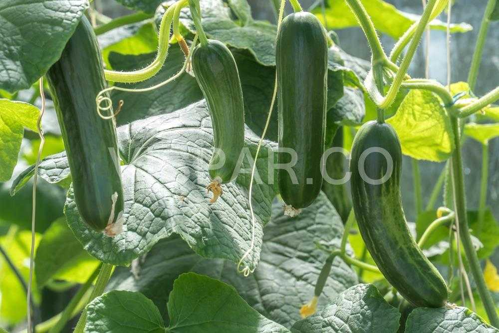 تکنیک آبیاری خیار در زمان مناسب