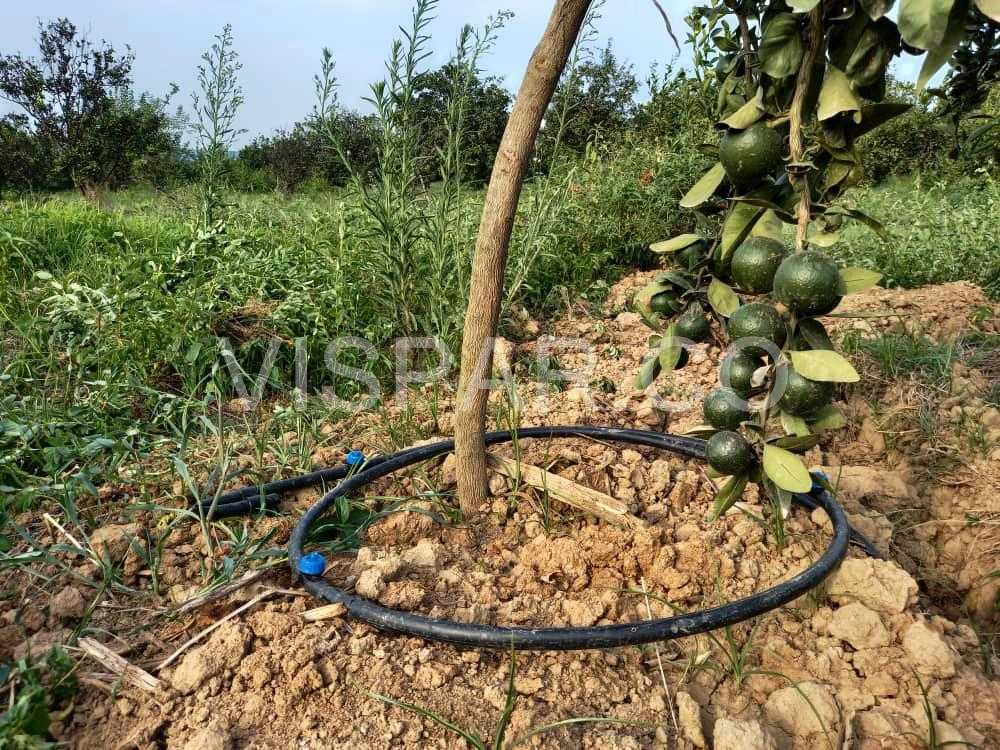 آموزش آبیاری به روش قطره ای