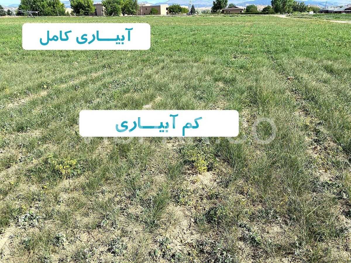 کم آبیاری چگونه عملکرد گیاه را افزایش می‌­دهد؟