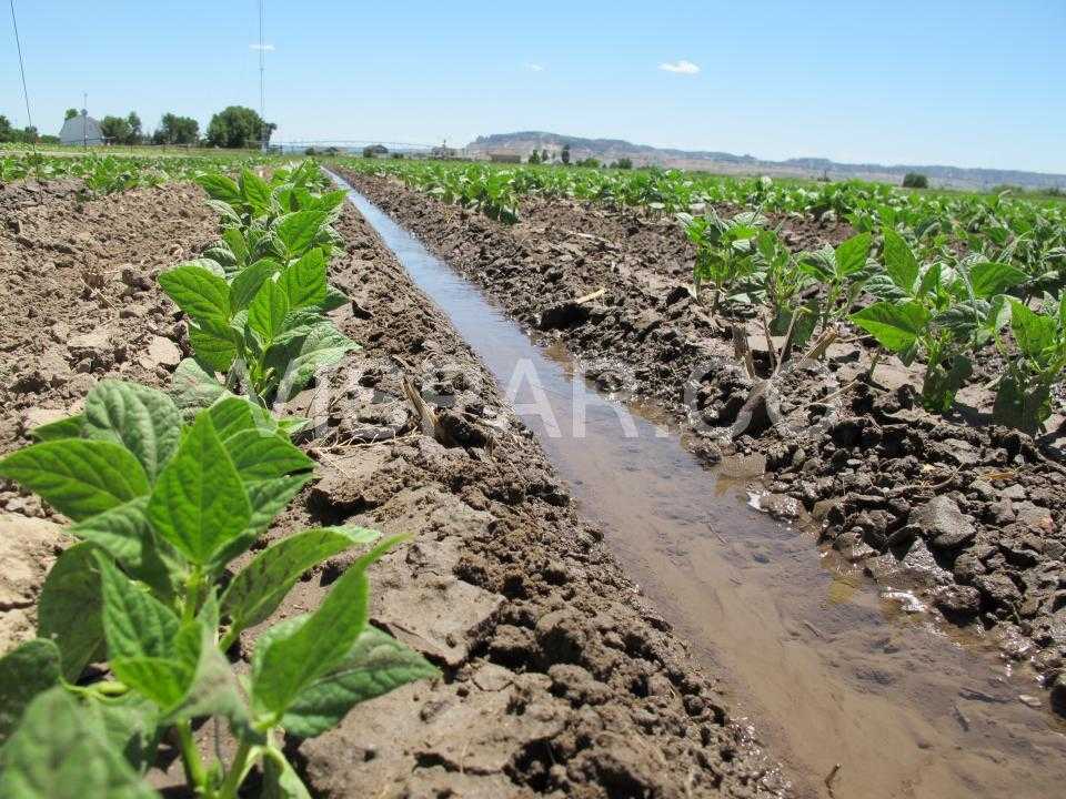 نحوه آبیاری لوبیا سبز با کمک سیستم آبیاری سطحی یا غرقابی در خاکهای سبک تا متوسط