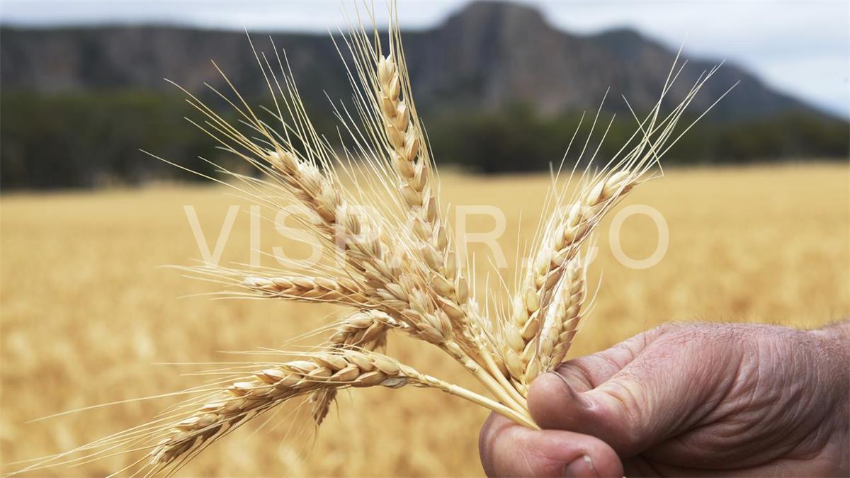 تعیین تعداد دفعات آبیاری گندم برای کشت محصول با کیفیت