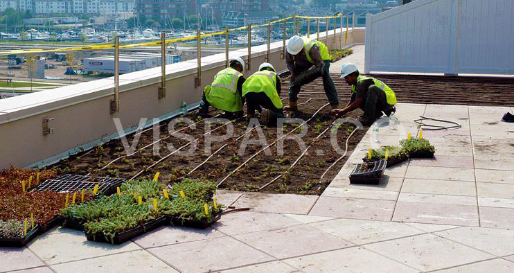 گیاهان مناسب برای کاشت در روف گاردن یا بام سبز