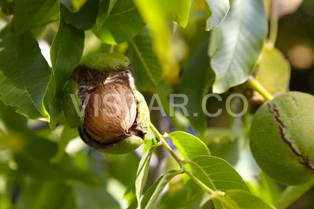 نیاز آبی درخت گردو