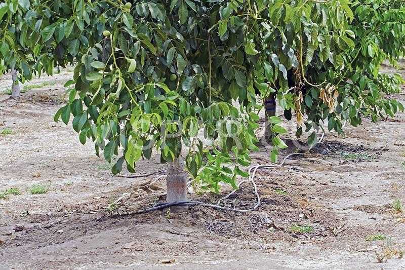 آبیاری قطره ای یکی از انواع روش‌های آبیاری درخت گردو