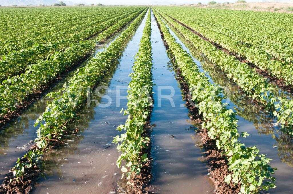 آموزش آبیاری سطحی