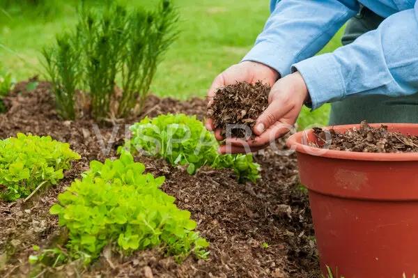 کاهش مصرف آب در کشاورزی با کمک مالچ پاشی