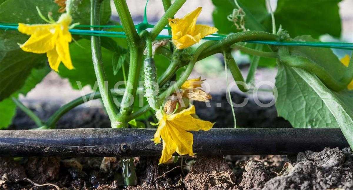 نحوه آبیاری خیار به روش آبیاری قطرهای