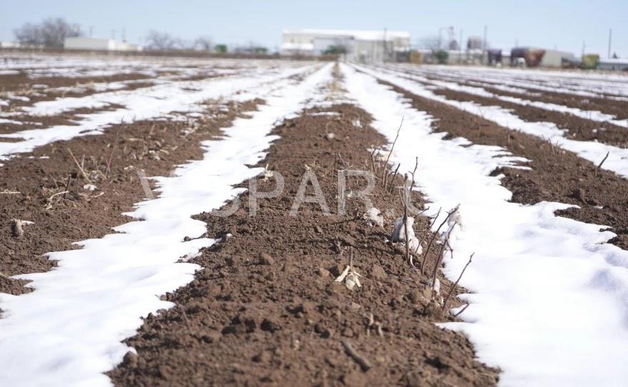 حفظ رطوبت خاک در زمستان برای مقابله با سرمازدگی درختان