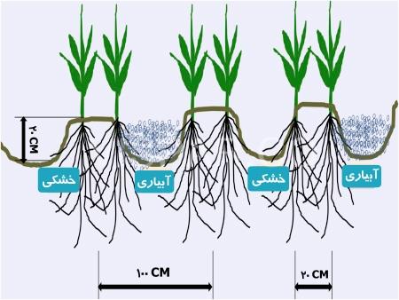 روش خشکی موضعی ریشه گیاه (PRD)