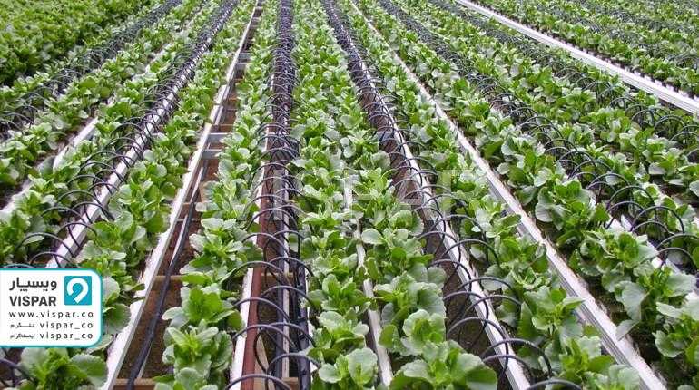آبیاری محیطی به عنوان یکی از انواع سیستم های آبیاری در گلخانه ها