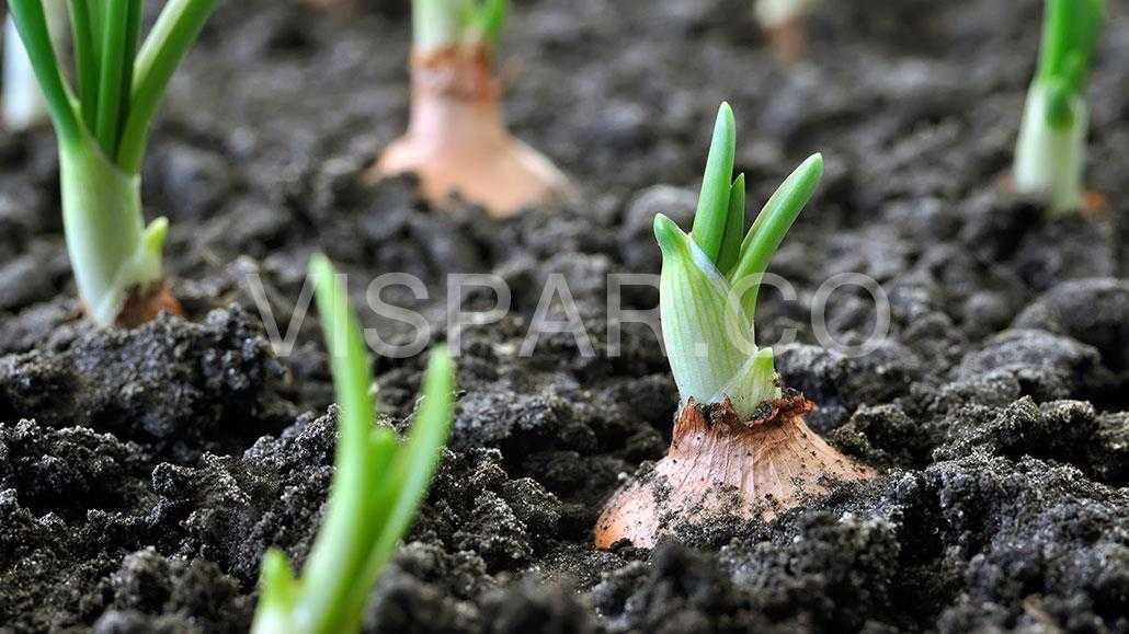 کاهش مصرف آب در کشاورزی با تأکید بر ظرفیت خاک