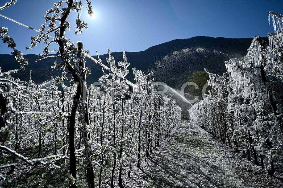 استفاده از آبپاش پلیمری برای جلوگیری از سرمازدگی درختان