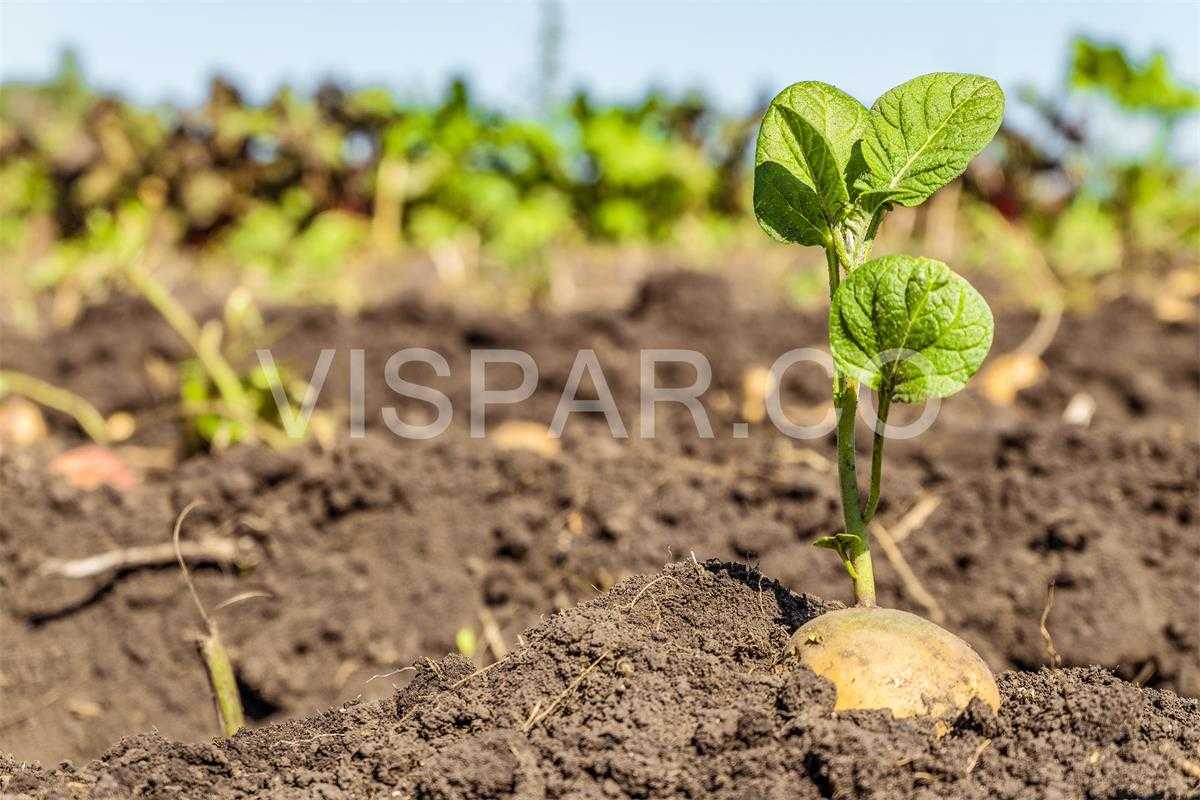 تعیین نیاز آبی برای آبیاری سیب زمینی جهت جذب آب به ریشه های عمیق گیاه در خاک