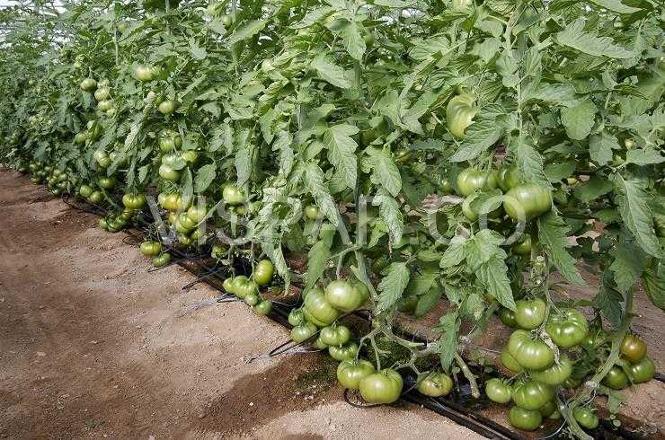 آموزش آبیاری محصولات کشاورزی