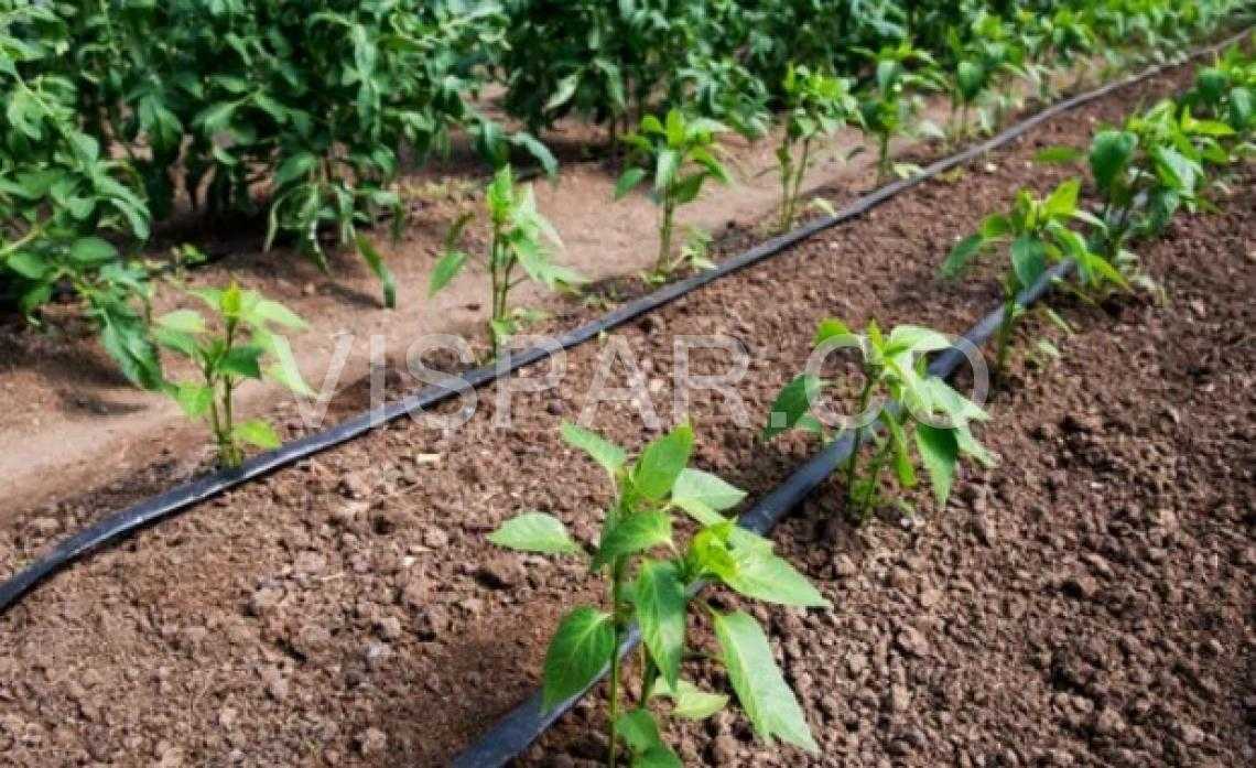 آموزش آبیاری برای صرفه جویی در زمان و هزینه‌ های کاشت