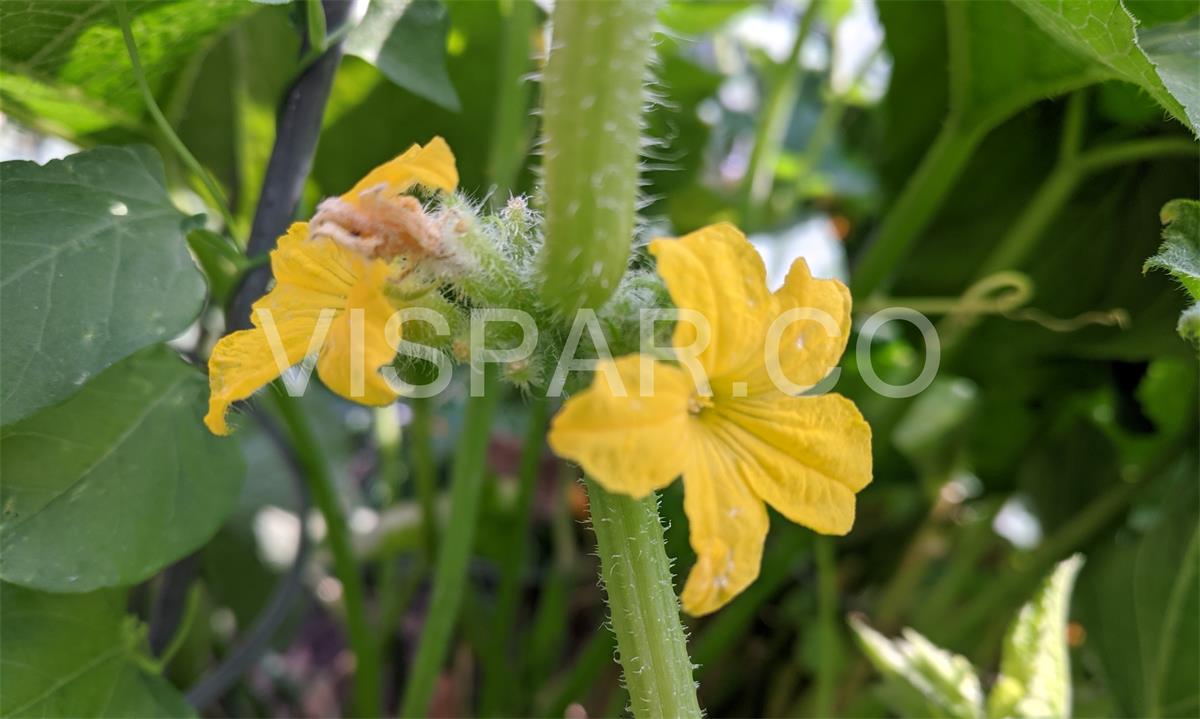 نحوه آبیاری خیار در زمان گلدهی