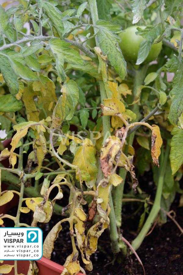 راهنمای آبیاری گوجه فرنگی برای آبیاری در ساعات مختلف روز جهت کاهش اثرات تبخیر و تعریق آب برای جلویگری از زرد و خشک شدن گیاه