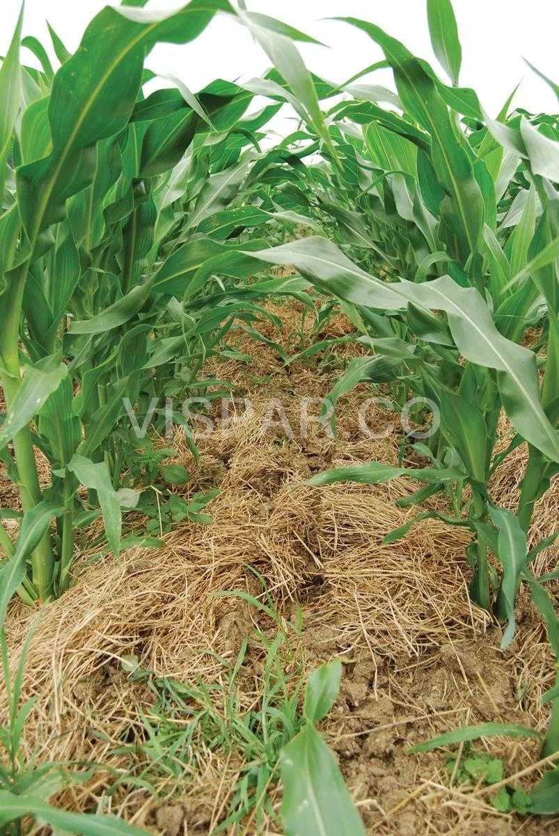 پوشاندن زمین یکی از عوامل مؤثر بر بهبود سلامت خاک