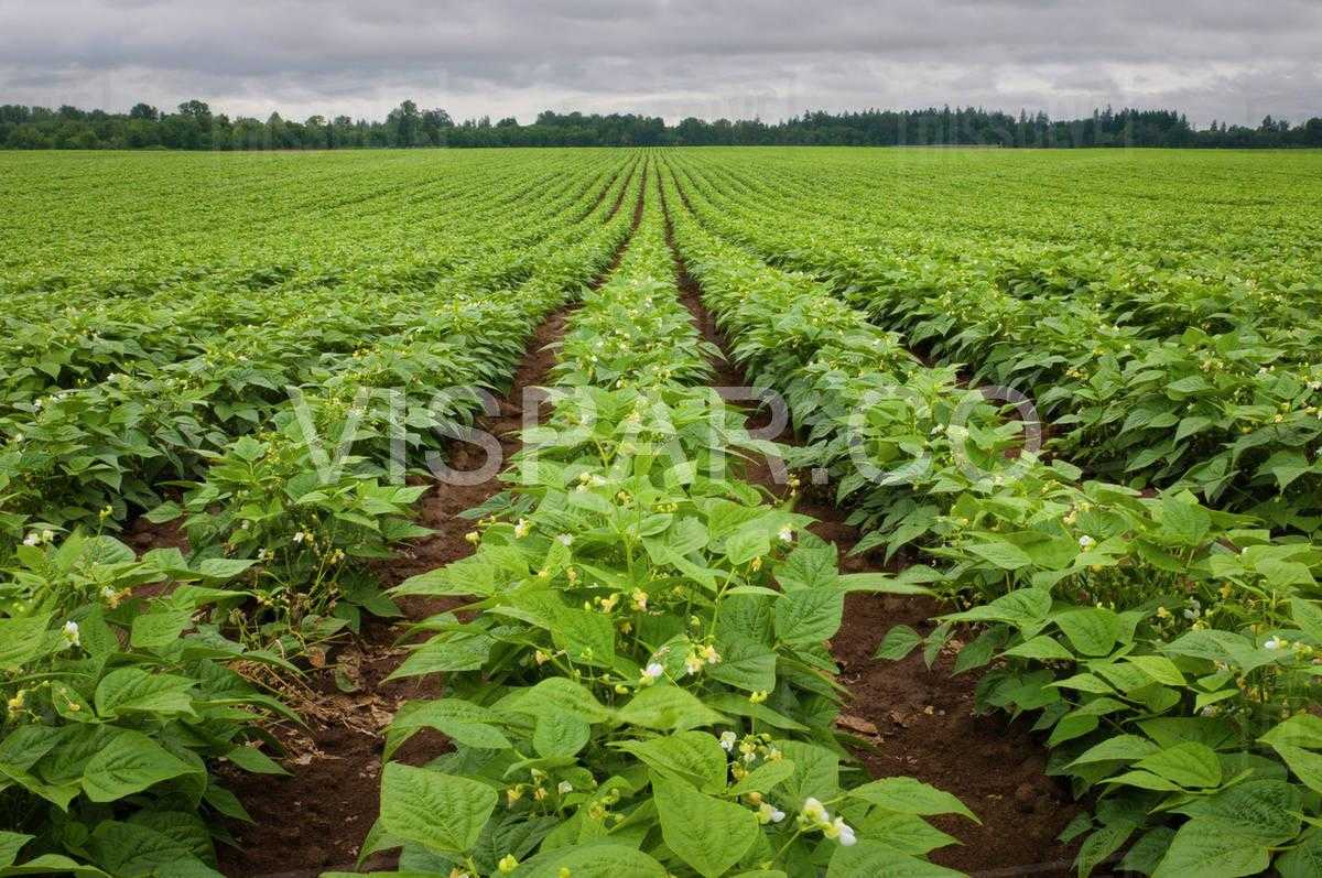 تکنیکهای برداشت لوبیا پس از آبیاری لوبیا سبز