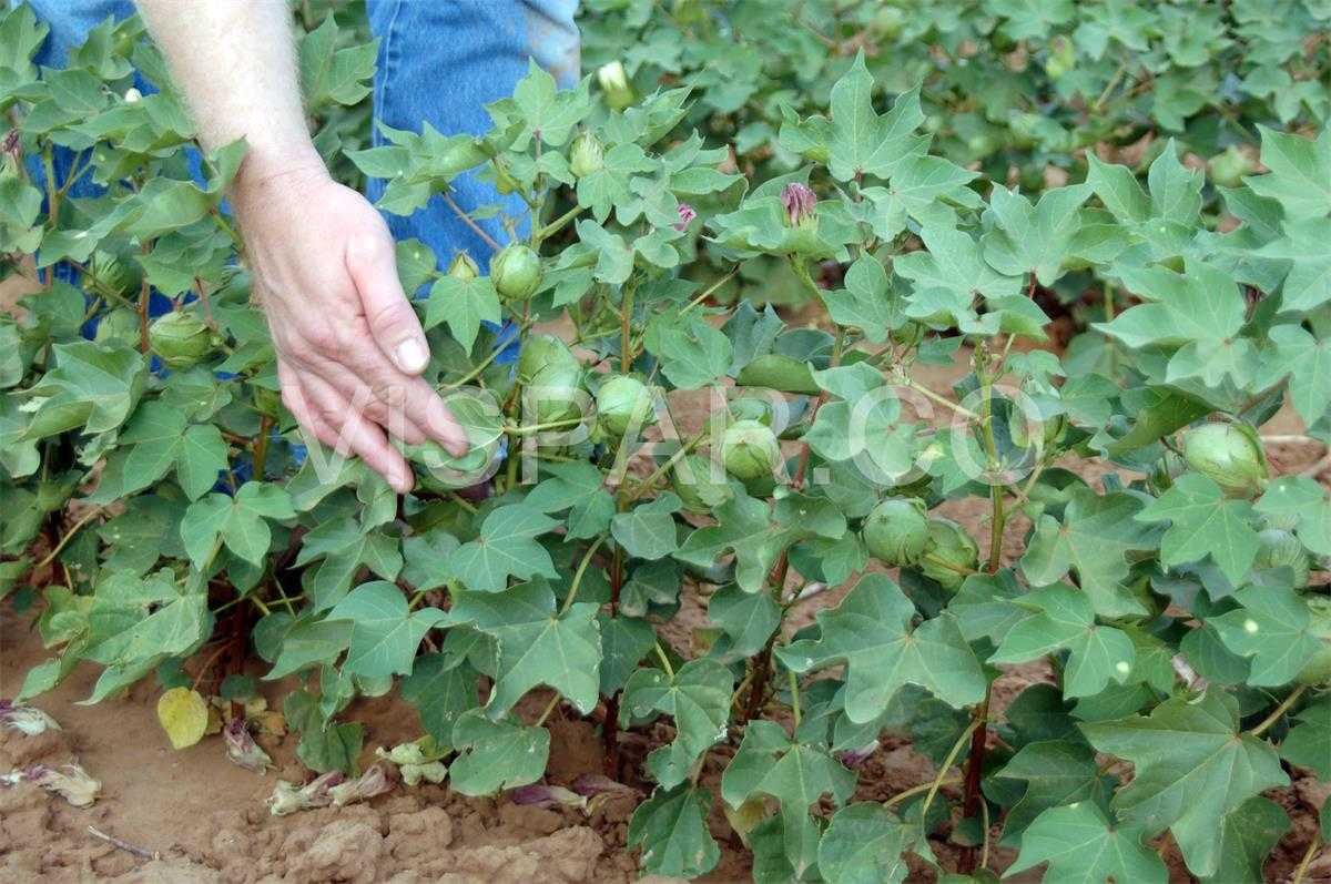آبیاری پنبه و کاشت آن به طور معمول در دمای 16 درجهی سانتیگراد در عمق 10 سانتیمتری زمین و در مناطق گرمسیرتر در دمای 18 درجه سانتیگراد در عمق 20 سانتیمتری زمین