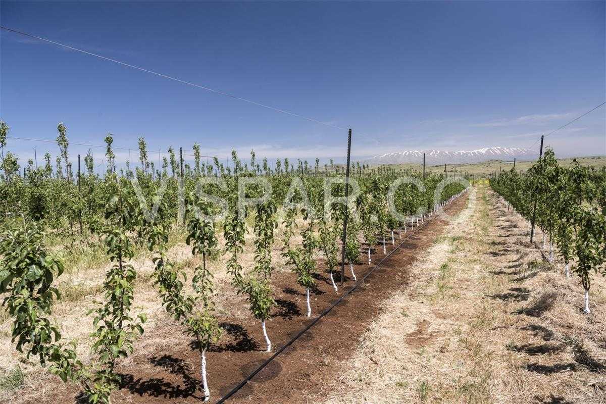 آشنایی با تکنیک آبیاری قطره ای باغات و تأثیر آن بر کاهش تبخیر آب و توزیع یکنواخت رطوبت در خاک