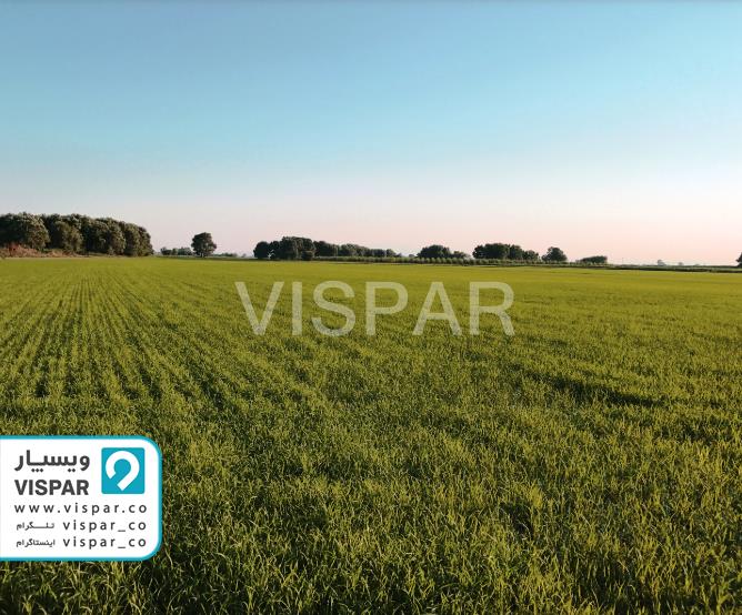 آبیاری قطرهای جهت کشت برنج با کیفیت بالا