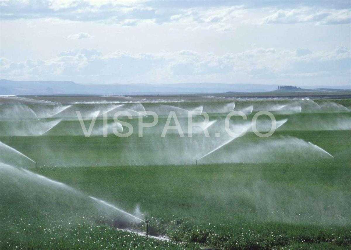 آبیاری پنبه به روش بارانی در خاکهایی با بافت متوسط و درشت