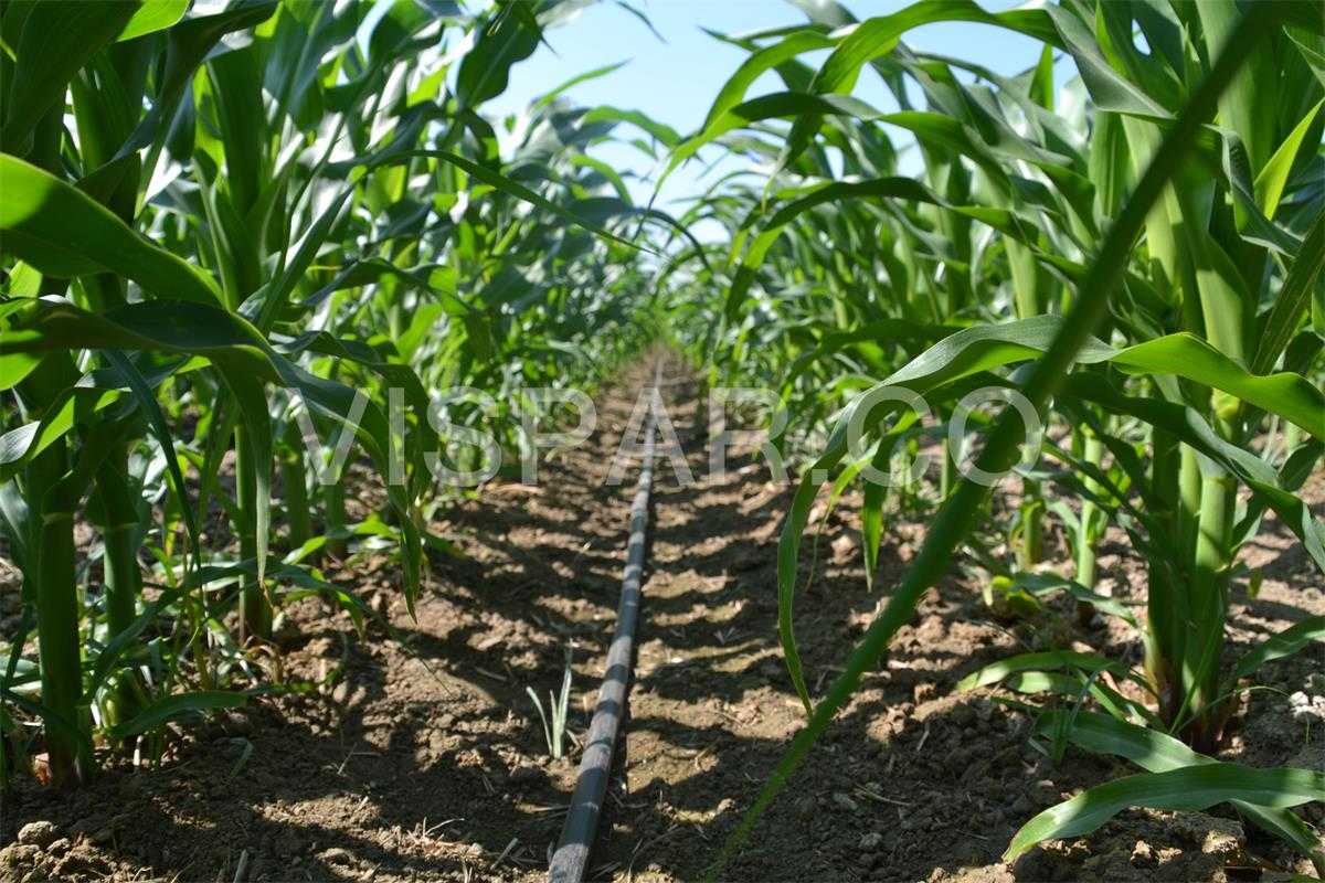 نکات مهم برای آبیاری ذرت به روش قطره ای جهت رساندن آب به صورت مستقیم به گیاه