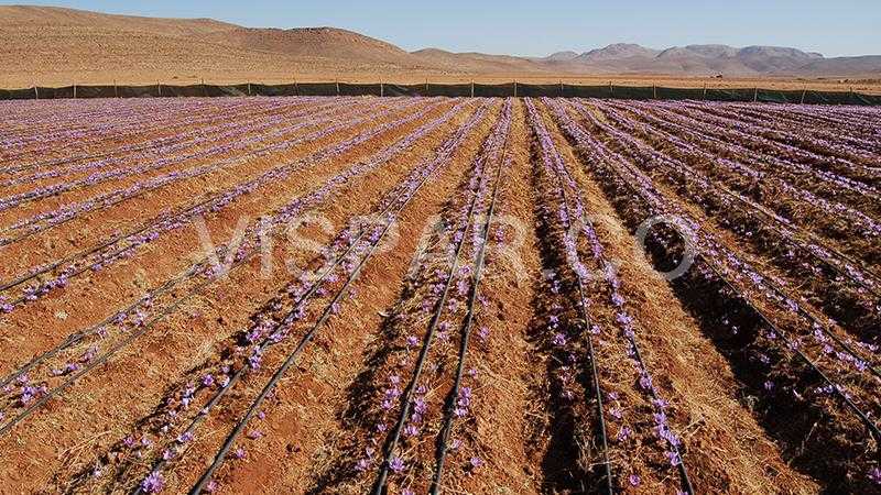 برنامه ها و تکنیک های آبیاری زعفران بر اساس روش آبیاری بارانی، آبیاری قطره‌ای روسطحی و آبیاری قطره‌ای زیر سطحی