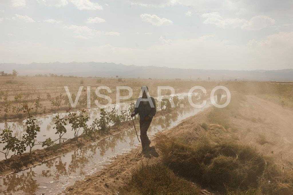 معرفی روش آبیاری پسته به صورت سنتی