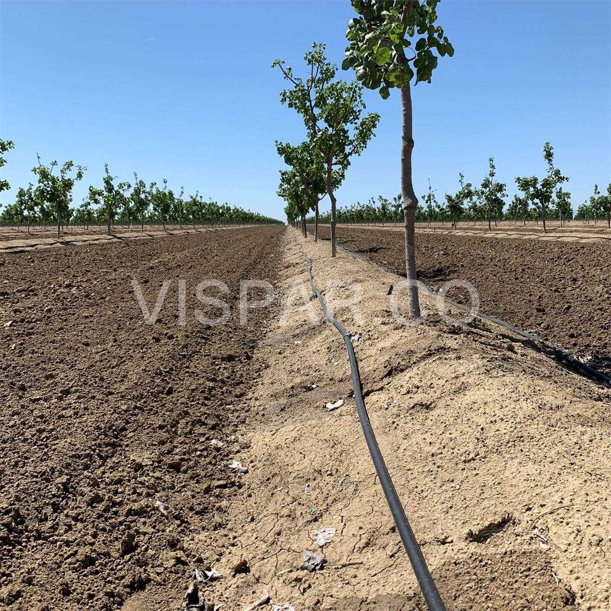روش آبیاری پسته به صورت قطره ای با کمک لوله و قطره چکان ها