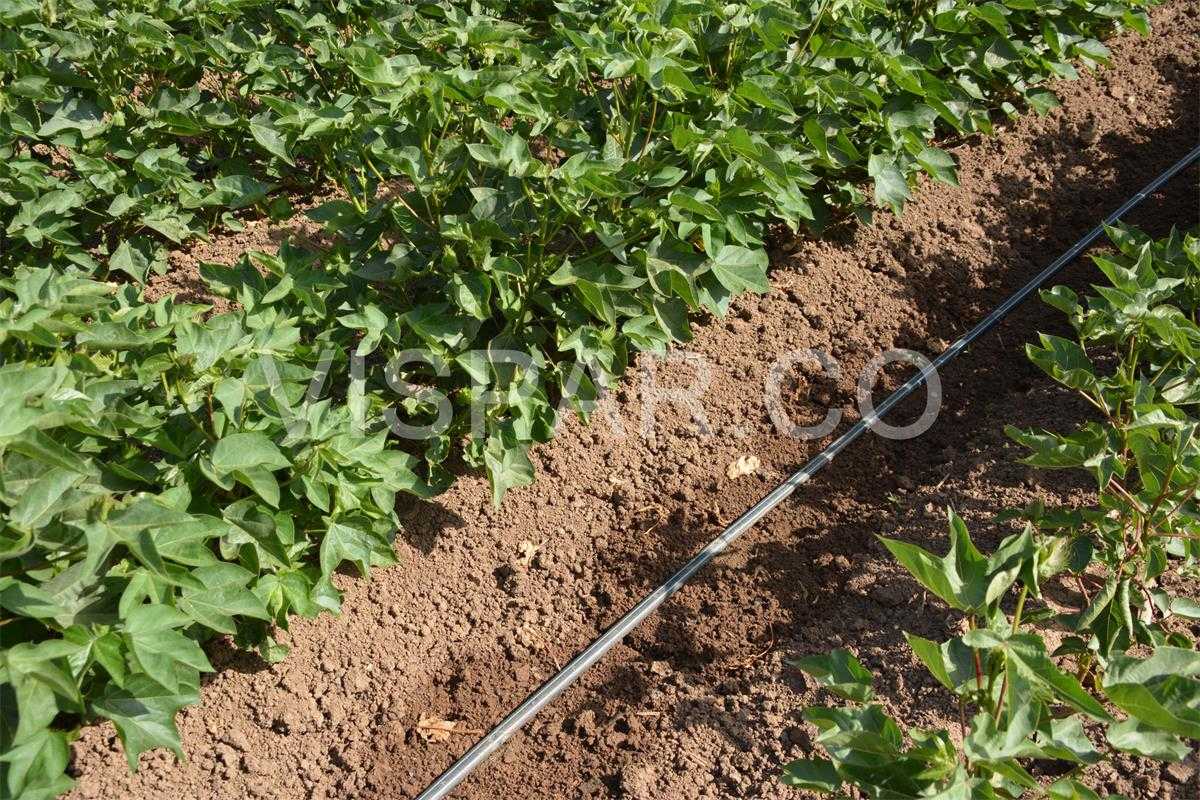 آبیاری پنبه به روش قطره ای جهت رساندن آب به طور مستقیم به ریشه گیاه پنبه