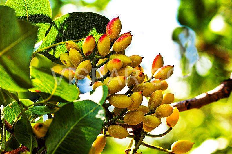 آشنایی کلی با آبیاری پسته
