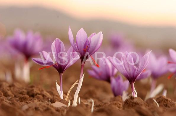 پیشینه آبیاری زعفران، کشت و برداشت آن
