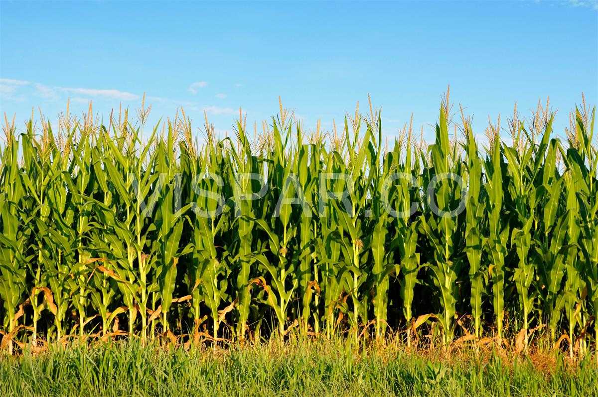 معرفی نکات اصولی آبیاری ذرت برای رشد بهتر آن