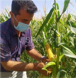 نکات آبیاری ذرت و کنترل آفات جهت جلوگیری از بیماری گیاه