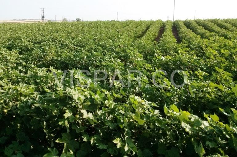 شرایط آبیاری پنبه و کشت آن بر اساس موقعیت جغرافیایی