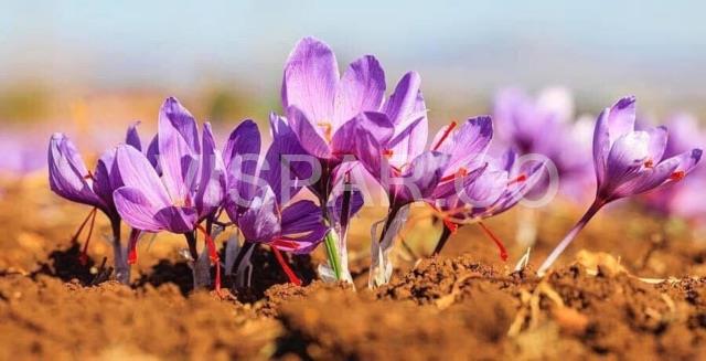 آبیاری زعفران و گل دهی آن بعد از 2 الی 3 هفته