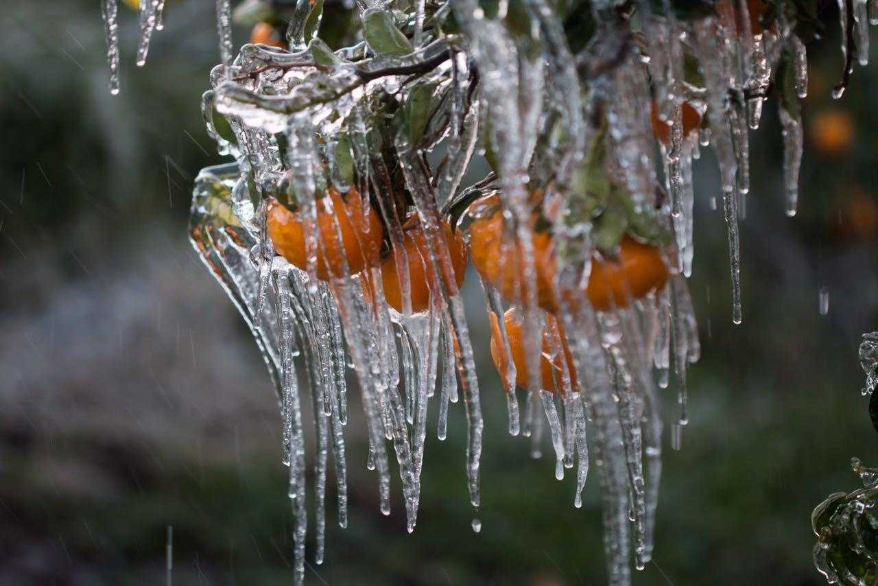 چگونه با آبیاری زمستانه درختان خود را در برابر سرما محافظت نماییم؟