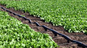 شیوه تعیین فاصله قطره چکان ها در سیستم آبیاری قطره ای