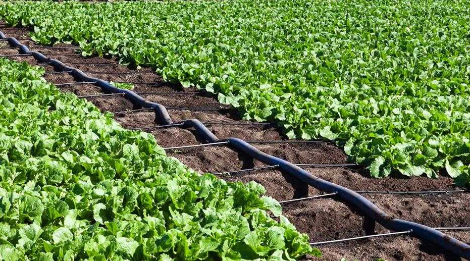 شیوه تعیین فاصله قطره چکان ها در سیستم آبیاری قطره ای