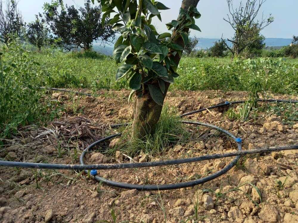 اشتباه بزرگ در آبیاری قطره ای درختان