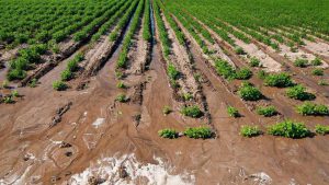 بر طرف کردن شوری آب با آبیاری قطره ای