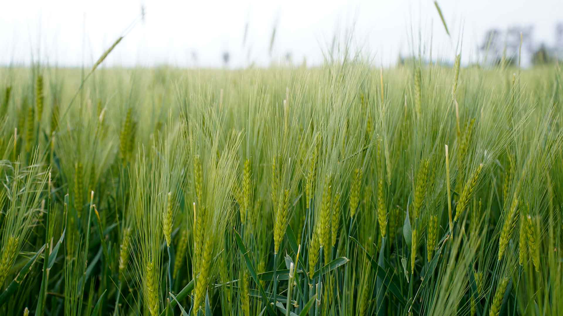 5 نکته مهم درباره آبیاری جو که باید بدانید!