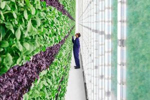 کشاورزی عمودی - تکنولوژی جدید کشاورزی