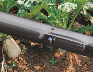 مقایسه نوار آبیاری تیپ و لوله قطره چکان دار و انواع هر یک